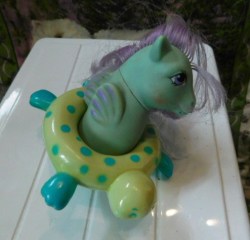 pony blue
